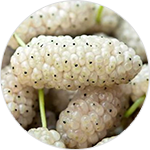 Estratto di foglie di gelso bianco