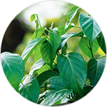 GS4 PLUS® (Gymnema sylvestre)